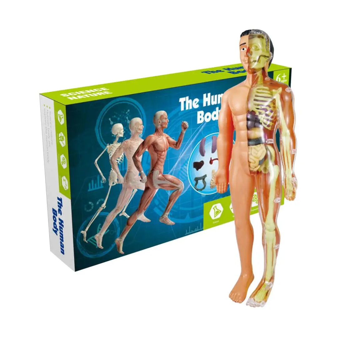 Brinquedo Anatomia Kids Body - Esqueleto 3D com Órgãos