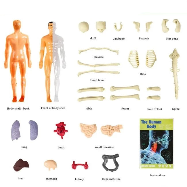 Brinquedo Anatomia Kids Body - Esqueleto 3D com Órgãos